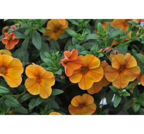 Minipetúnie, Million Bells 'Aloha Kona Tiky Mango' - Calibrachoa hybrida 'Aloha Kona Tiki Mango'