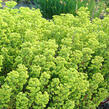 Pryšec 'Kolibri' - Euphorbia x martinii 'Kolibri'