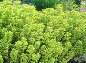 Pryšec 'Kolibri' - Euphorbia x martinii 'Kolibri'