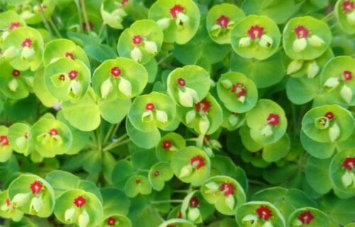 Pryšec 'Kolibri' - Euphorbia x martinii 'Kolibri'