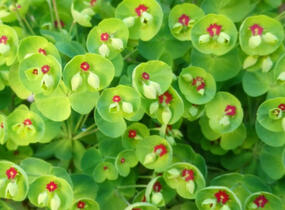 Pryšec 'Kolibri' - Euphorbia x martinii 'Kolibri'