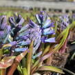 Hyacint 'Blue Jacket' - Hyacinthus 'Blue Jacket'