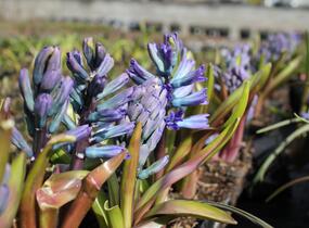 Hyacint 'Blue Jacket' - Hyacinthus 'Blue Jacket'