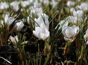 Krokus, šafrán zlatý 'Ard Schenk' - Crocus chrysanthus 'Ard Schenk'