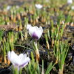 Krokus, šafrán zlatý 'Prins Claus' - Crocus chrysanthus 'Prins Claus'