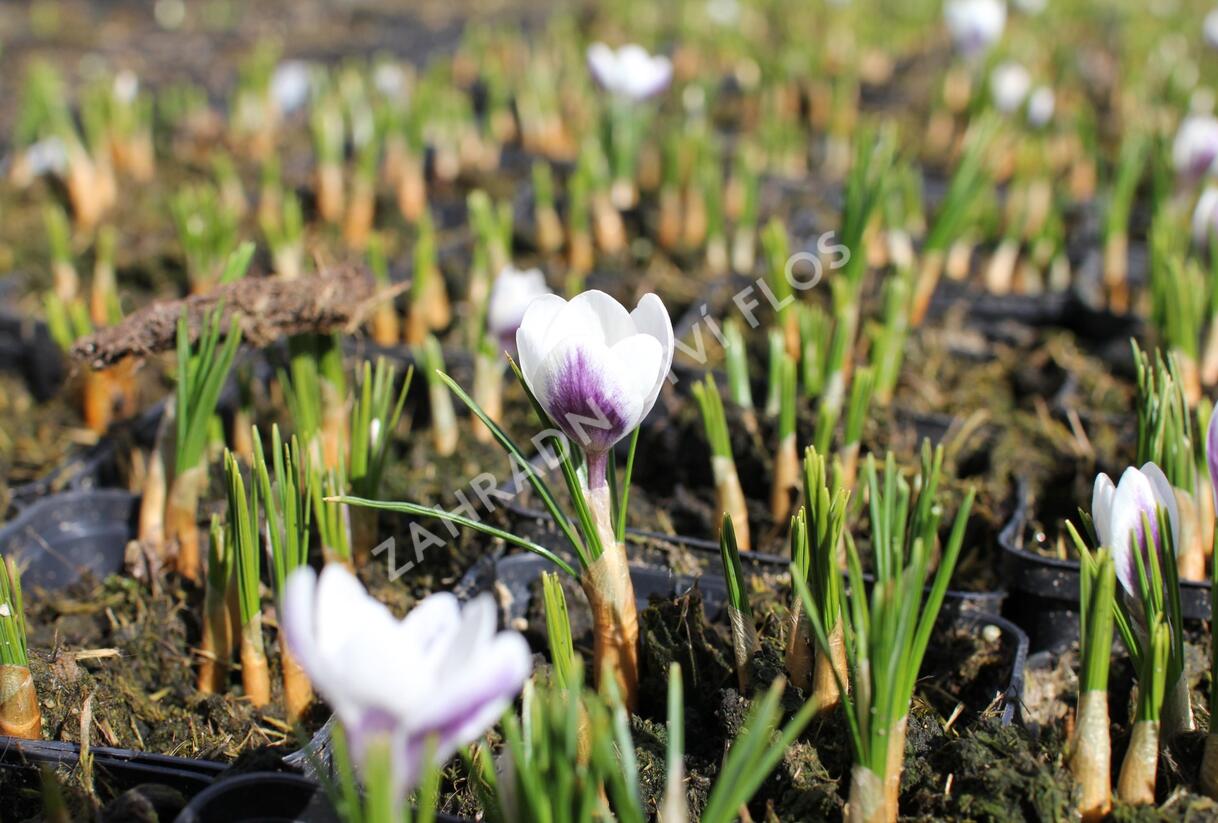 Krokus, šafrán zlatý 'Prins Claus' - Crocus chrysanthus 'Prins Claus'