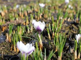 Krokus, šafrán zlatý 'Prins Claus' - Crocus chrysanthus 'Prins Claus'