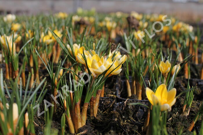 Krokus, šafrán zlatý 'Romance' - Crocus chrysanthus 'Romance'