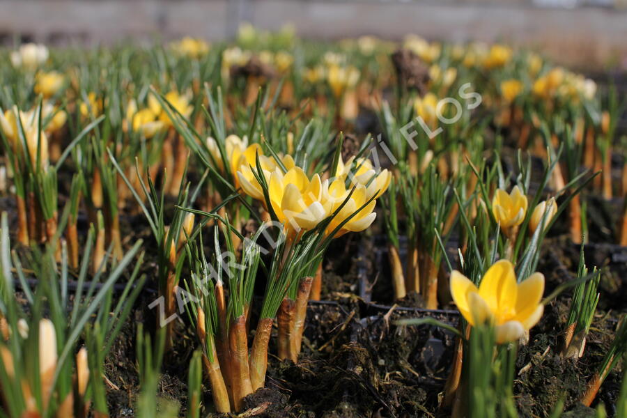 Krokus, šafrán zlatý 'Romance' - Crocus chrysanthus 'Romance'
