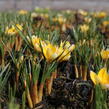 Krokus, šafrán zlatý 'Romance' - Crocus chrysanthus 'Romance'