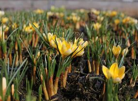 Krokus, šafrán zlatý 'Romance' - Crocus chrysanthus 'Romance'