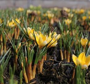 Krokus, šafrán zlatý 'Romance' - Crocus chrysanthus 'Romance'