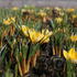 krokus-safran-zlaty-romance.jpg