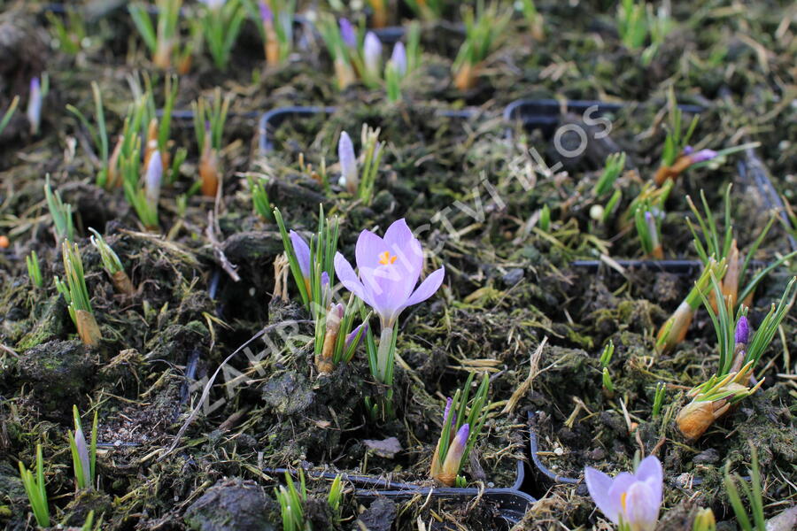 Krokus, šafrán botanický sieberi 'Firefly' - Crocus sieberi 'Firefly'