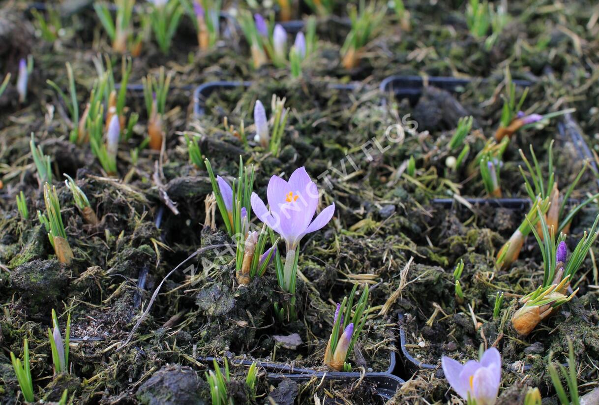 Krokus, šafrán botanický sieberi 'Firefly' - Crocus sieberi 'Firefly'
