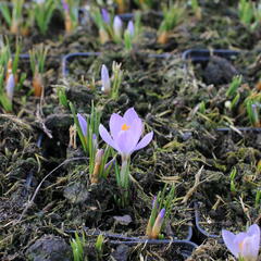 Krokus, šafrán botanický sieberi 'Firefly' - Crocus sieberi 'Firefly'