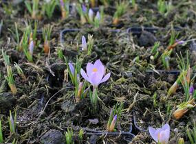 Krokus, šafrán botanický sieberi 'Firefly' - Crocus sieberi 'Firefly'