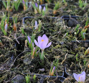 Krokus, šafrán botanický sieberi 'Firefly' - Crocus sieberi 'Firefly'