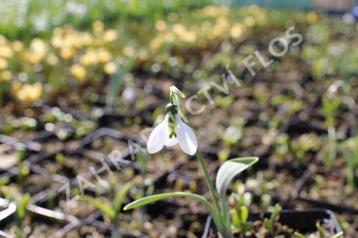 Sněženka Woronova - Galanthus woronowii