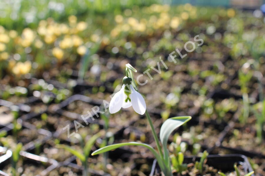 Sněženka Woronova - Galanthus woronowii