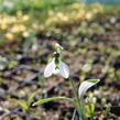 Sněženka Woronova - Galanthus woronowii