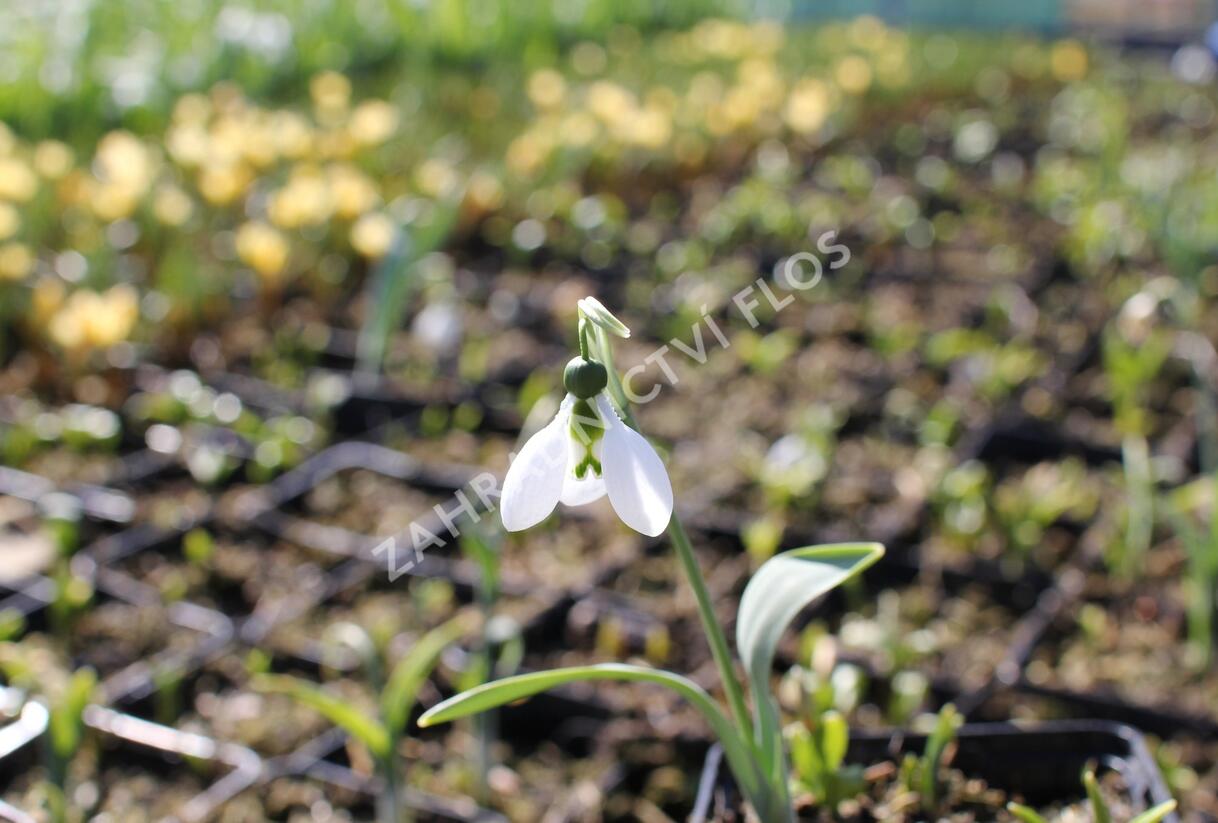 Sněženka Woronova - Galanthus woronowii