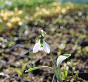 Sněženka Woronova - Galanthus woronowii