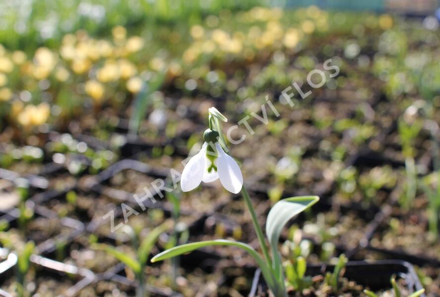 Sněženka Woronova - Galanthus woronowii