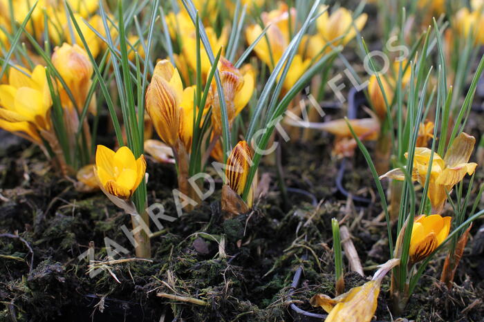 Krokus, šafrán zlatý 'Fuscotinctus' - Crocus chrysanthus 'Fuscotinctus'