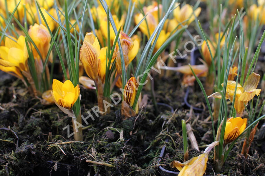 Krokus, šafrán zlatý 'Fuscotinctus' - Crocus chrysanthus 'Fuscotinctus'