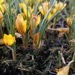 Krokus, šafrán zlatý 'Fuscotinctus' - Crocus chrysanthus 'Fuscotinctus'
