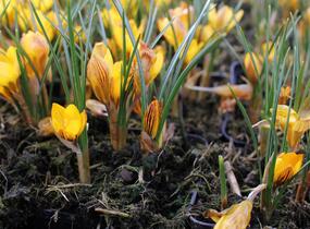 Krokus, šafrán zlatý 'Fuscotinctus' - Crocus chrysanthus 'Fuscotinctus'