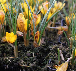 Krokus, šafrán zlatý 'Fuscotinctus' - Crocus chrysanthus 'Fuscotinctus'