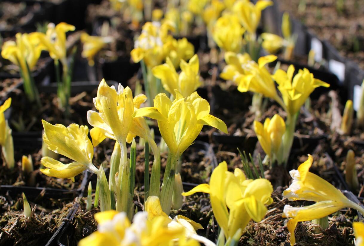 Kosatec Danfordové - Iris danfordiae