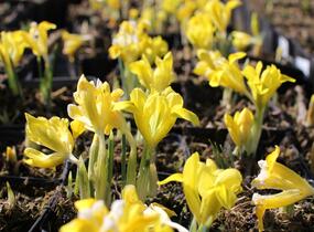 Kosatec Danfordové - Iris danfordiae