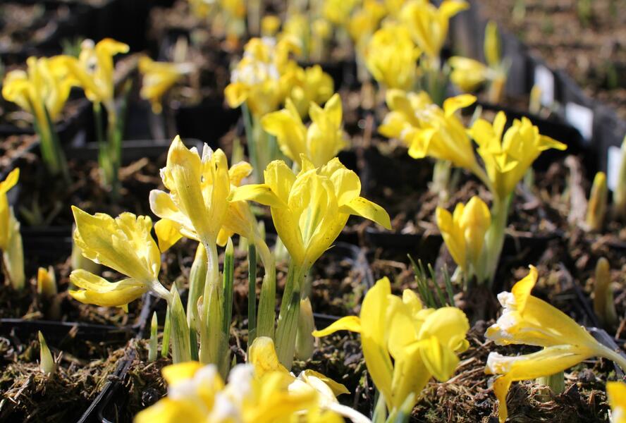 Kosatec Danfordové - Iris danfordiae