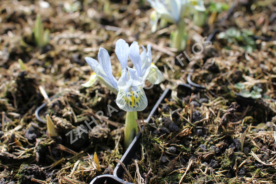 Kosatec síťkovaný 'Katharine Hodgkin' - Iris 'Katharine Hodgkin'