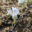 Kosatec síťkovaný 'Katharine Hodgkin' - Iris 'Katharine Hodgkin'