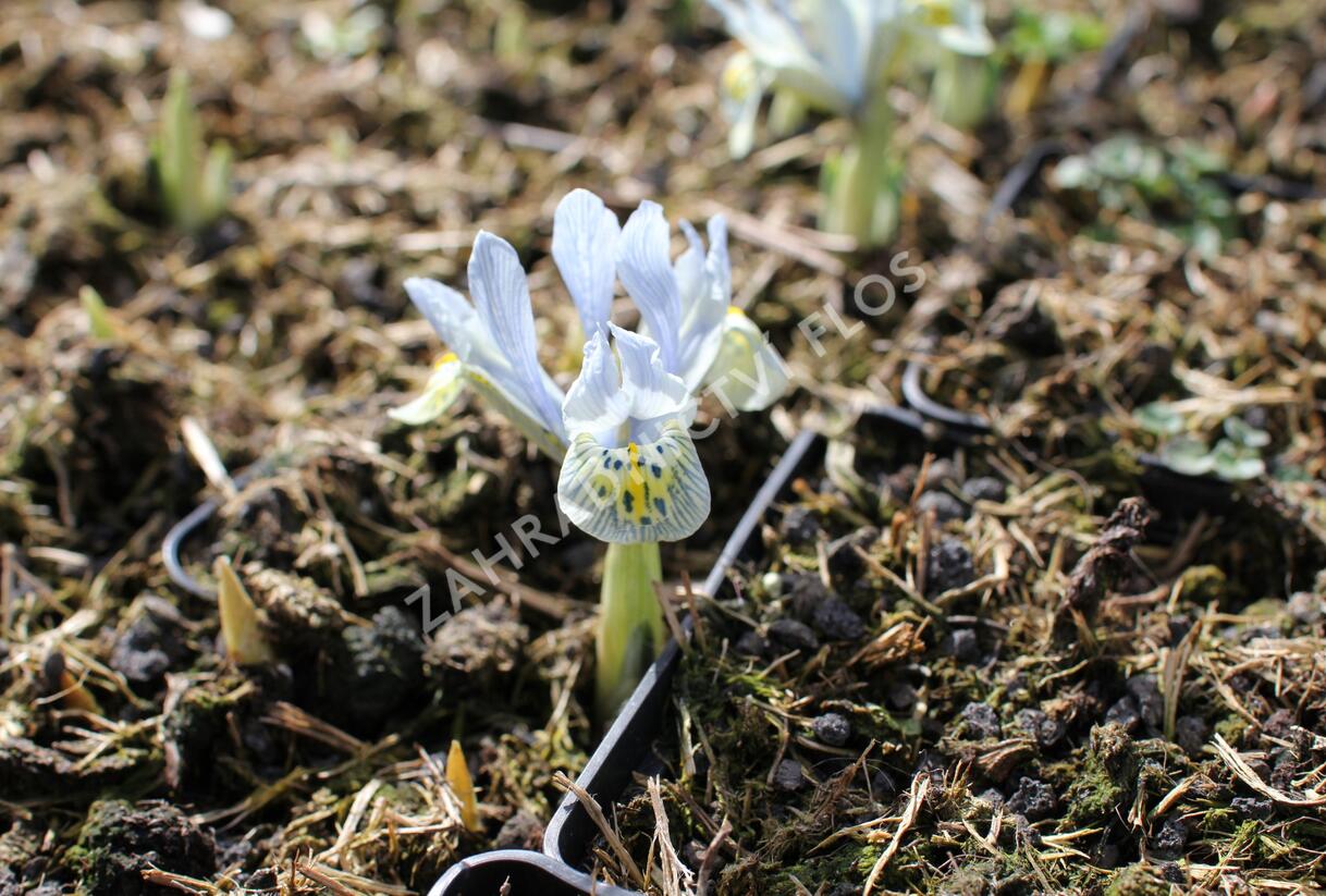 Kosatec síťkovaný 'Katharine Hodgkin' - Iris 'Katharine Hodgkin'