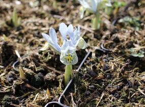Kosatec síťkovaný 'Katharine Hodgkin' - Iris 'Katharine Hodgkin'