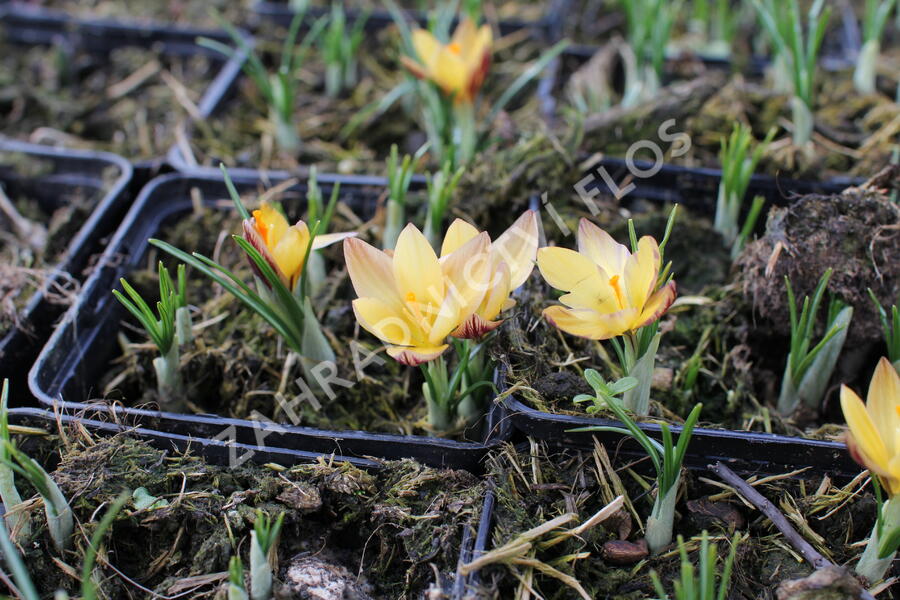 Krokus, šafrán 'Advance' - Crocus chrysanthus 'Advance'