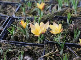 Krokus, šafrán 'Advance' - Crocus chrysanthus 'Advance'