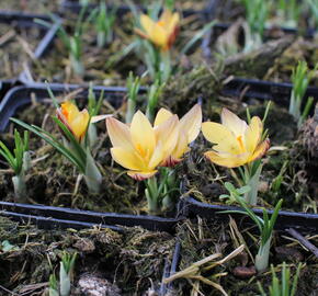 Krokus, šafrán 'Advance' - Crocus chrysanthus 'Advance'