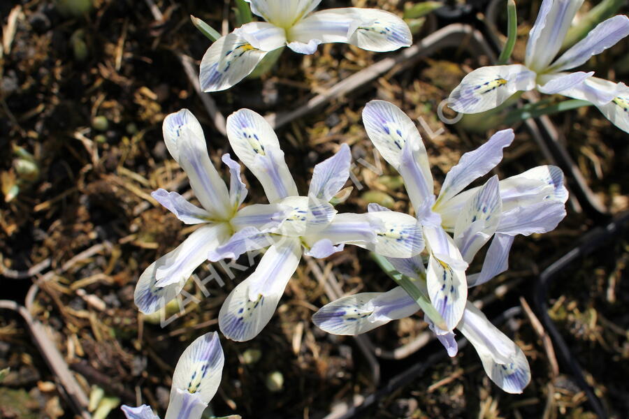 Kosatec síťkovaný 'Painted Lady' - Iris reticulata 'Painted Lady'