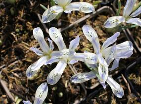 Kosatec síťkovaný 'Painted Lady' - Iris reticulata 'Painted Lady'