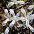 kosatec-sitkovany-painted-lady.jpg