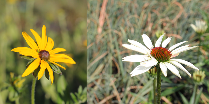 třapatka-vs-třapatkovka