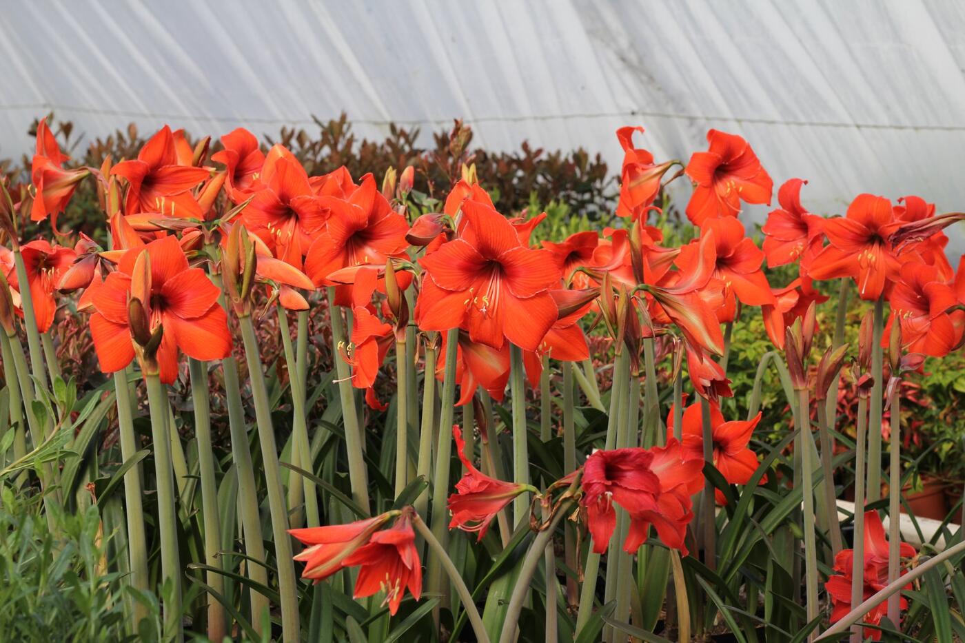 Hippeastrum rutilum_jaro