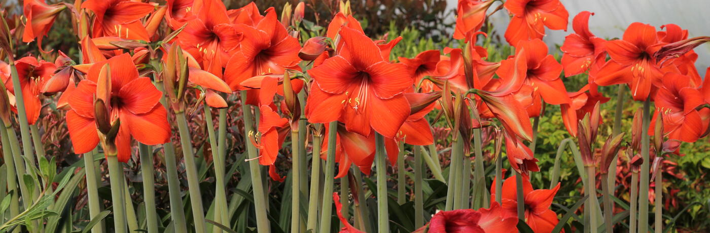 Hippeastrum rutilum_jaro