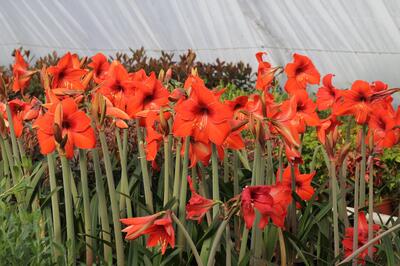 Hippeastrum rutilum_jaro